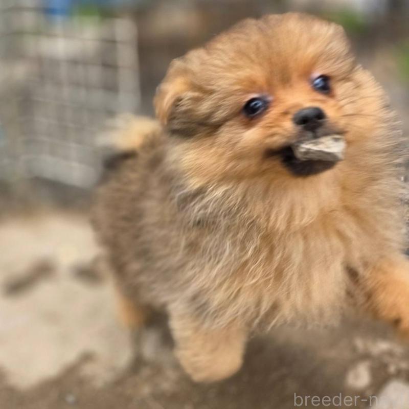 販売中の茨城県のポメラニアン-439499の5枚目