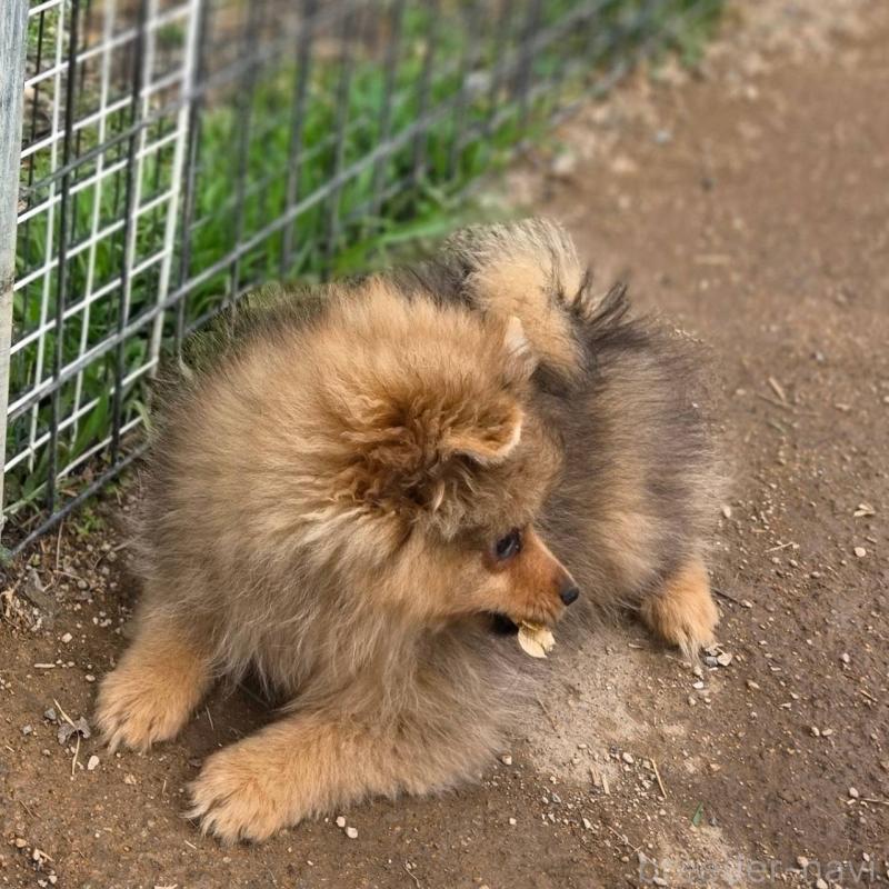 販売中の茨城県のポメラニアン-439499の4枚目