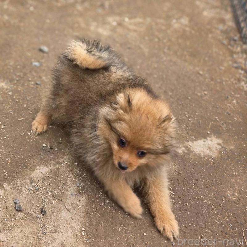 販売中の茨城県のポメラニアン-439499の3枚目