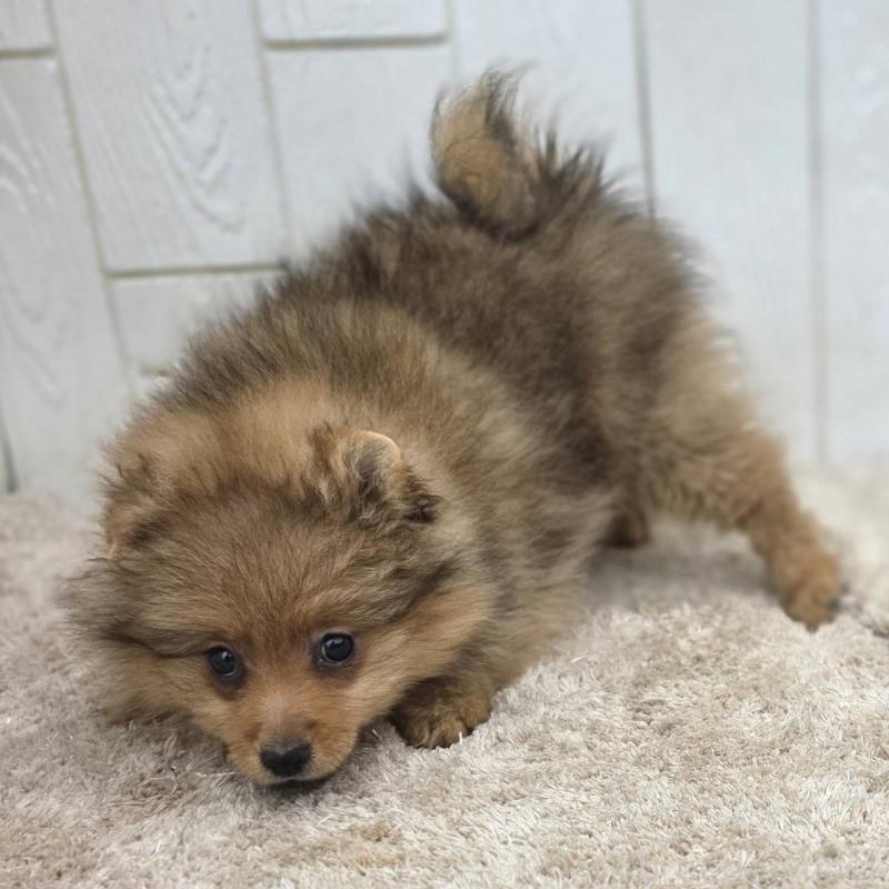 販売中の茨城県のポメラニアン-439499の2枚目