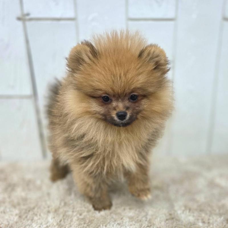 販売中の茨城県のポメラニアン-439502の10枚目