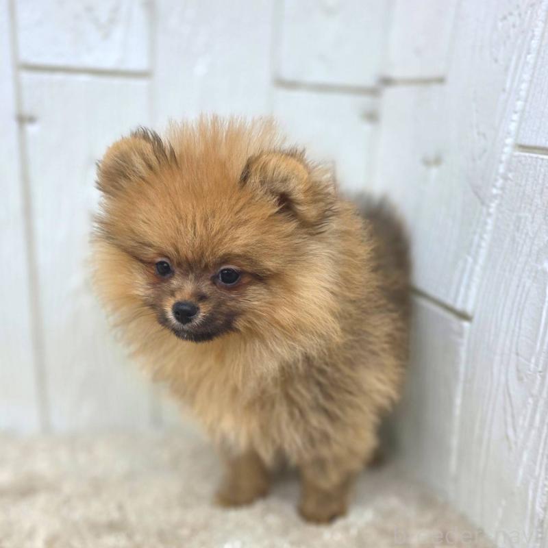 販売中の茨城県のポメラニアン-439502の9枚目