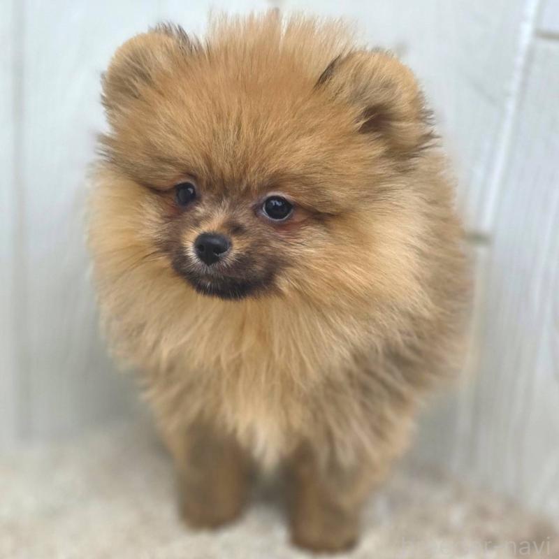 販売中の茨城県のポメラニアン-439502の1枚目