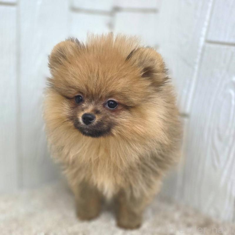 販売中の茨城県のポメラニアン-439502の7枚目