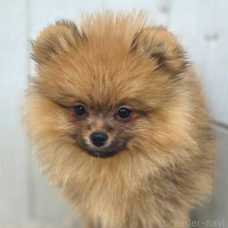 販売中の茨城県のポメラニアン-439502の6枚目