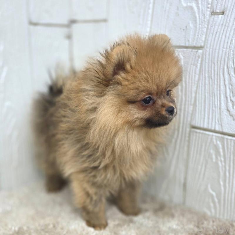 販売中の茨城県のポメラニアン-439502の5枚目