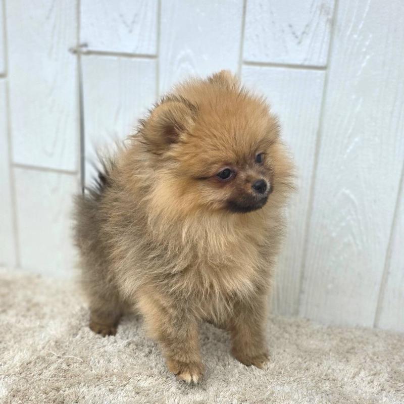 販売中の茨城県のポメラニアン-439502の4枚目