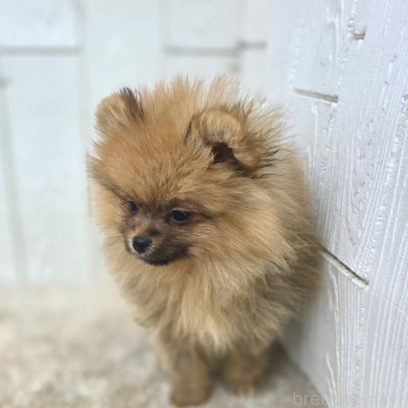 販売中の茨城県のポメラニアン-439502の3枚目