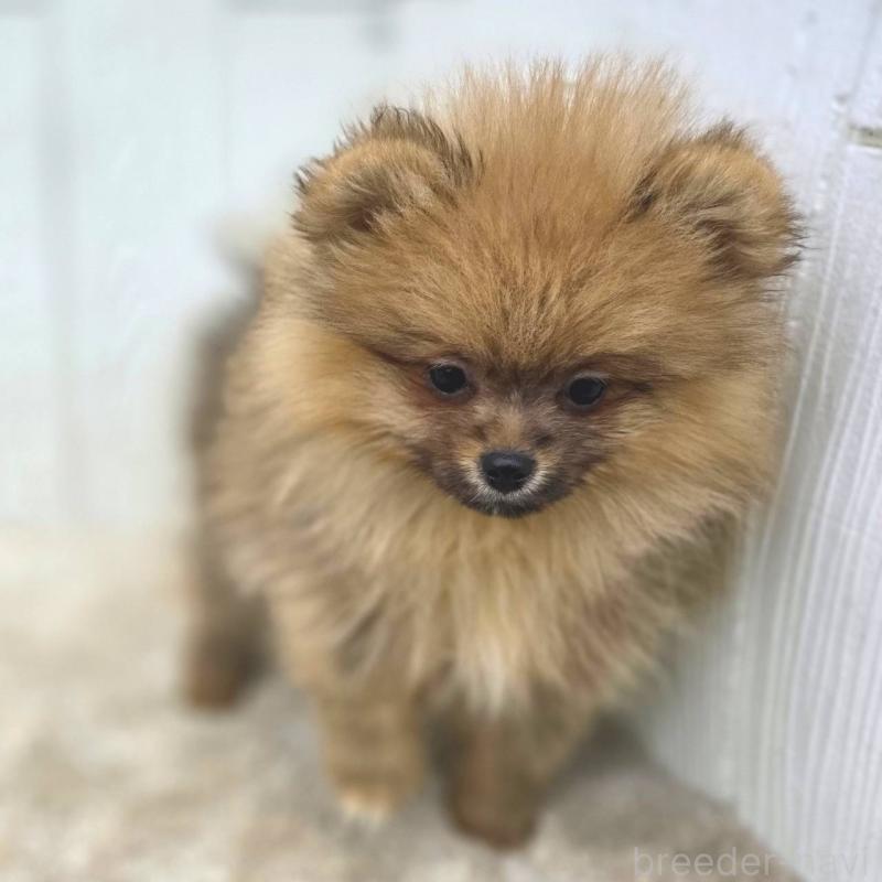 販売中の茨城県のポメラニアン-439502の2枚目