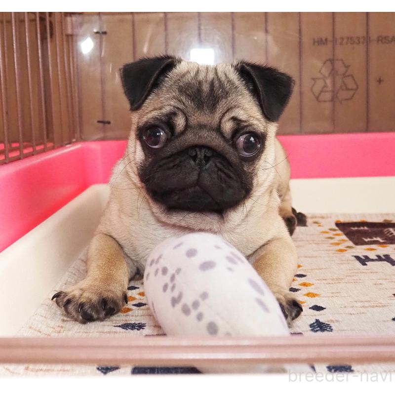 販売中の茨城県のパグ-449090の4枚目