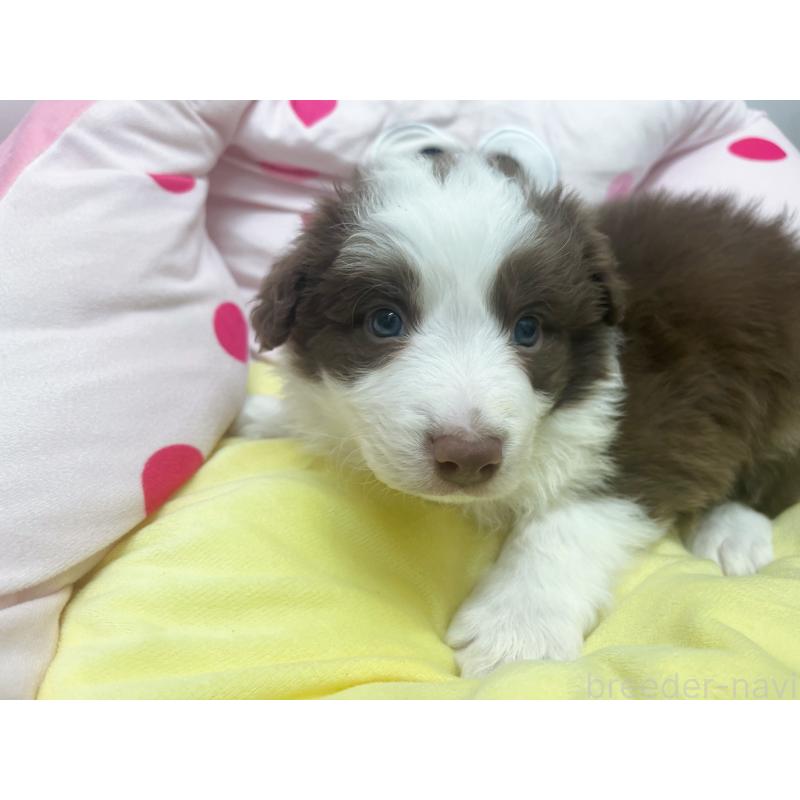 販売中の東京都のボーダーコリー-449091の6枚目