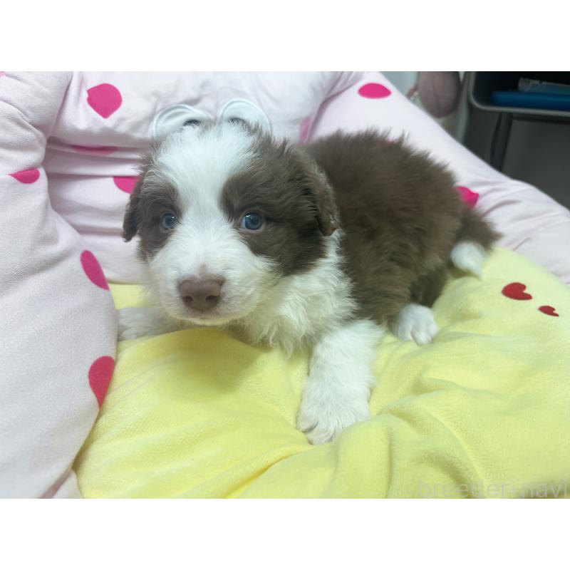 販売中の東京都のボーダーコリー-449091の5枚目