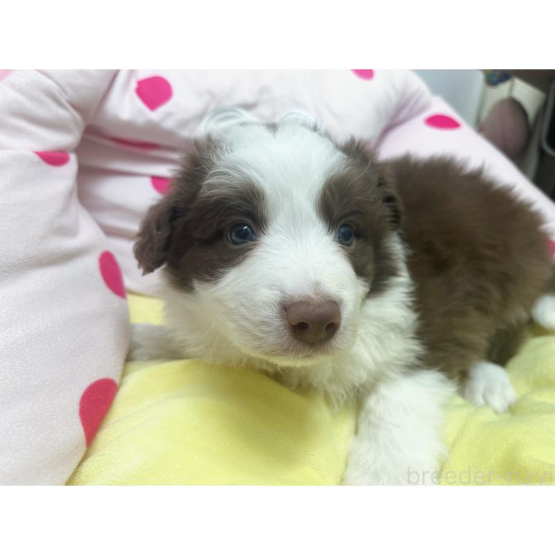 販売中の東京都のボーダーコリー-449091の4枚目