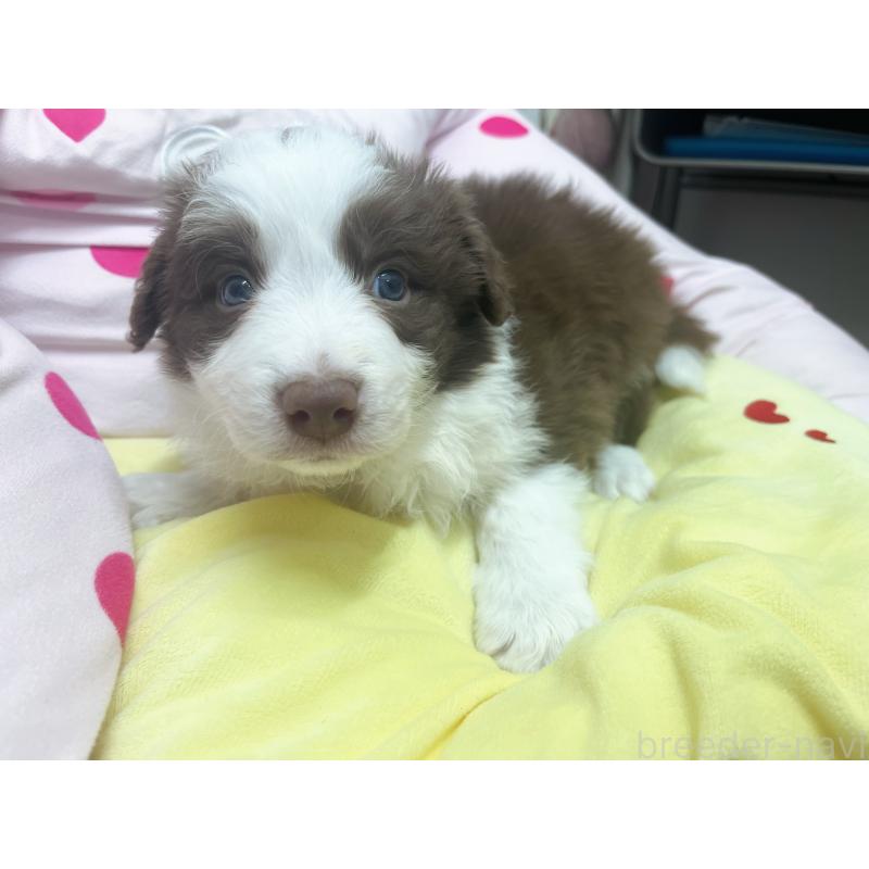 販売中の東京都のボーダーコリー-449091の3枚目