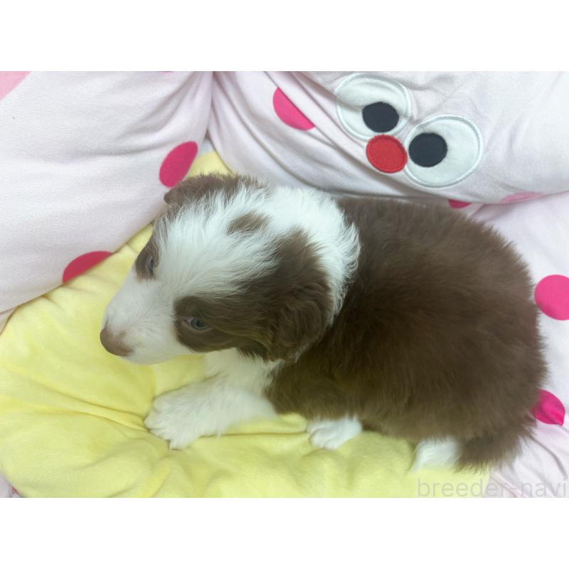 販売中の東京都のボーダーコリー-449091の2枚目