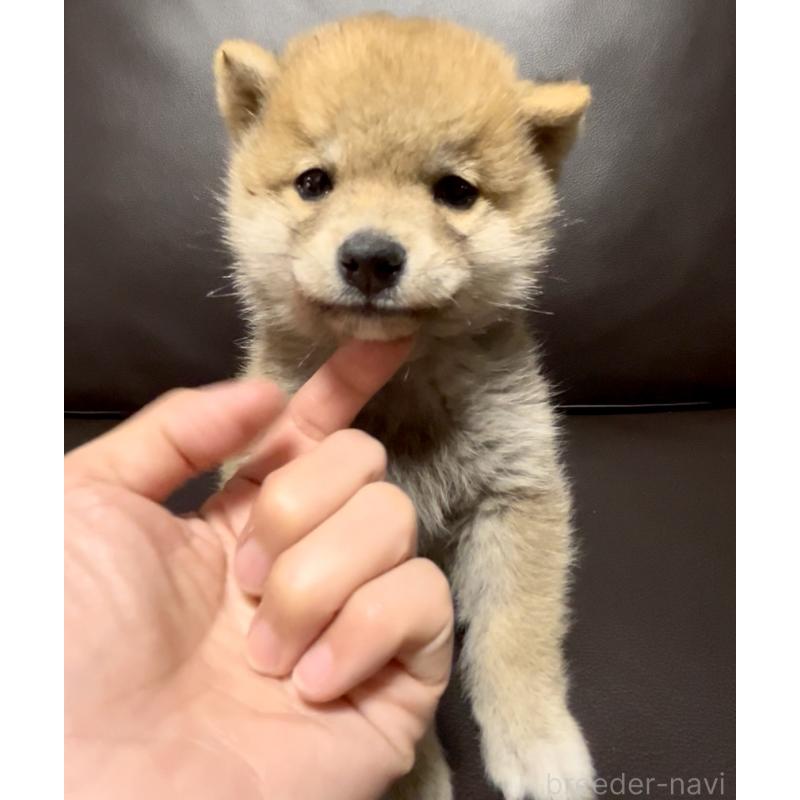 販売中の奈良県の豆柴-448072