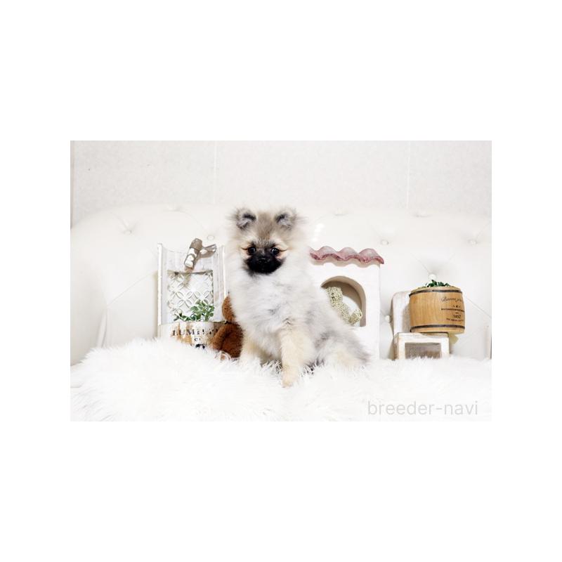 販売中の佐賀県のポメラニアン-449092の5枚目