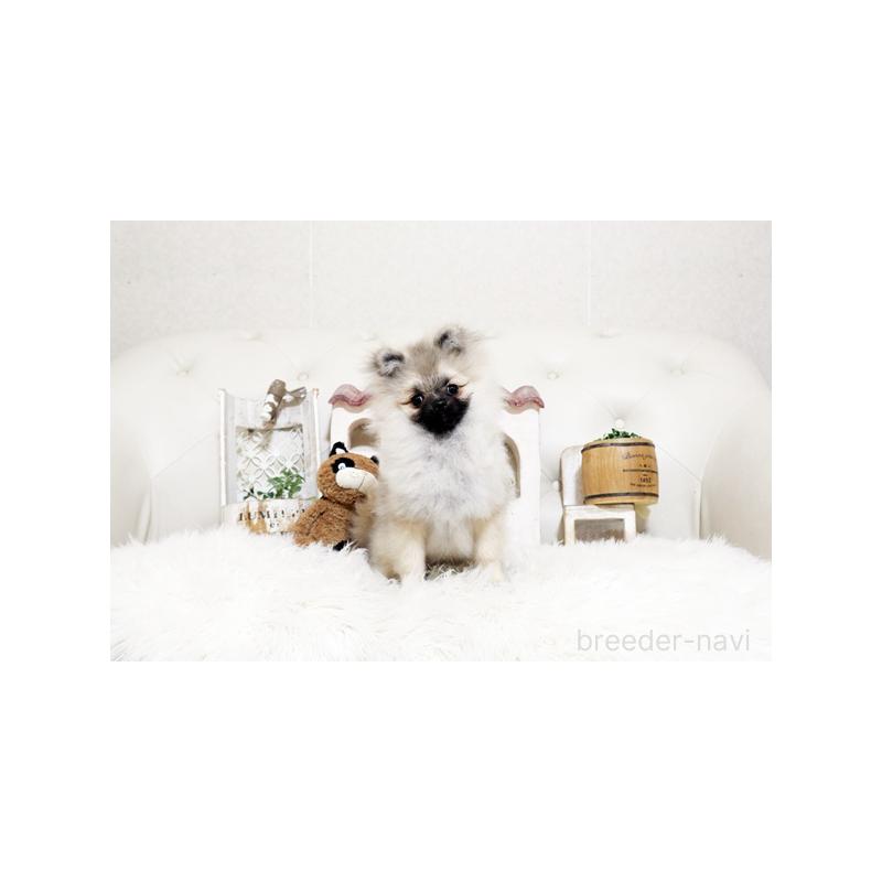 販売中の佐賀県のポメラニアン-449092の4枚目