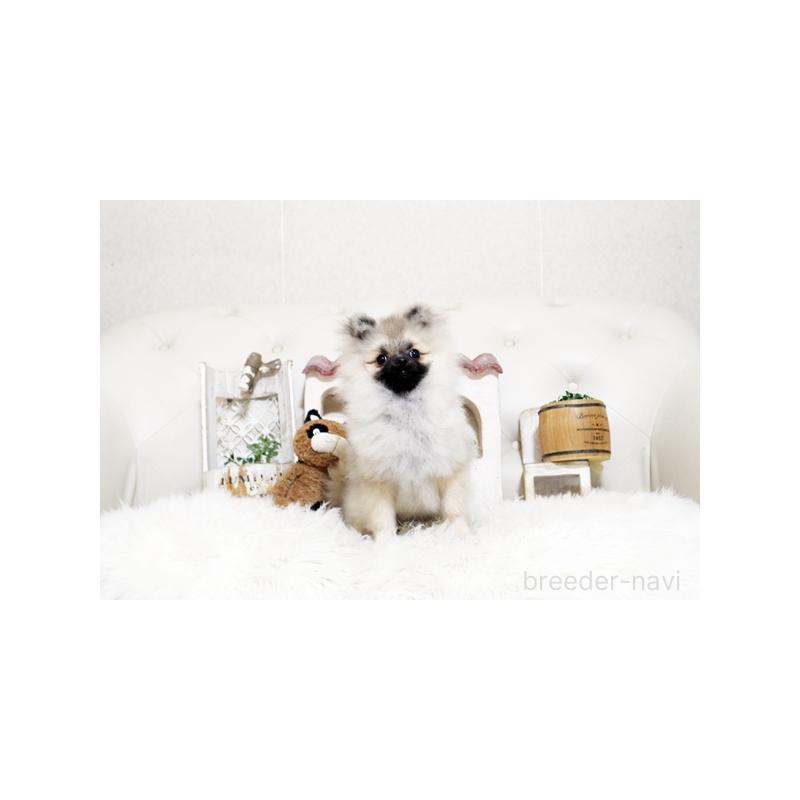 販売中の佐賀県のポメラニアン-449092の3枚目