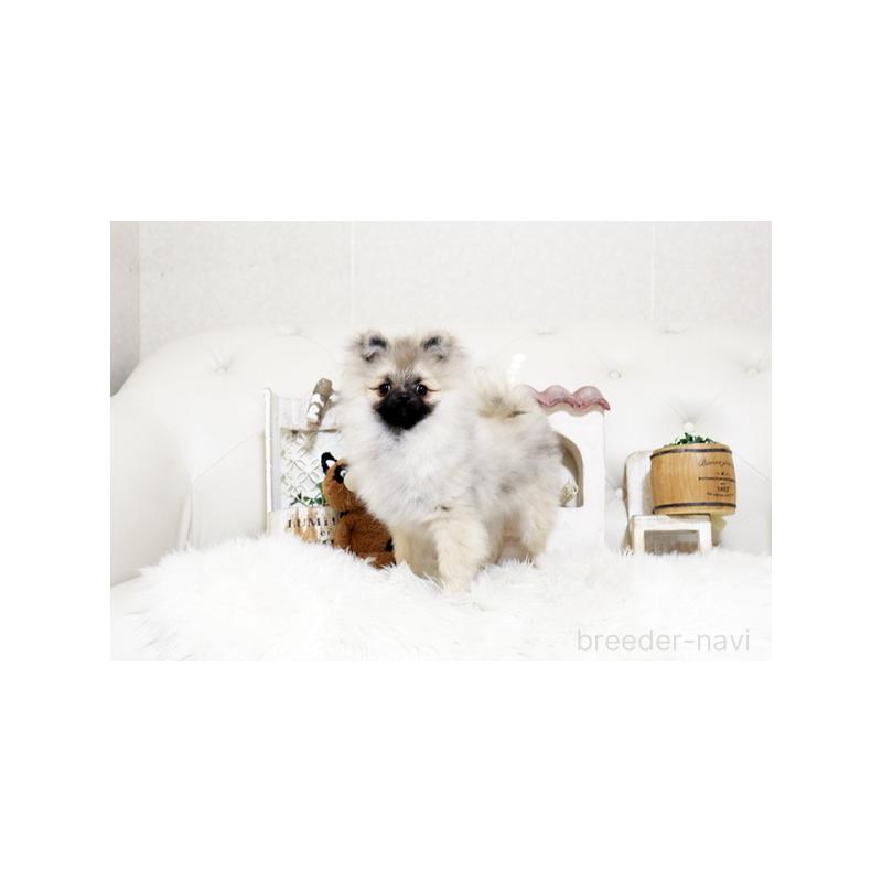 販売中の佐賀県のポメラニアン-449092の2枚目