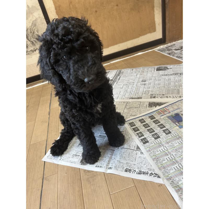 販売中の愛知県のスタンダードプードル-449093の1枚目