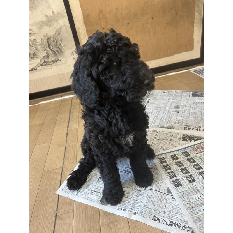 販売中の愛知県のスタンダードプードル-449093の5枚目