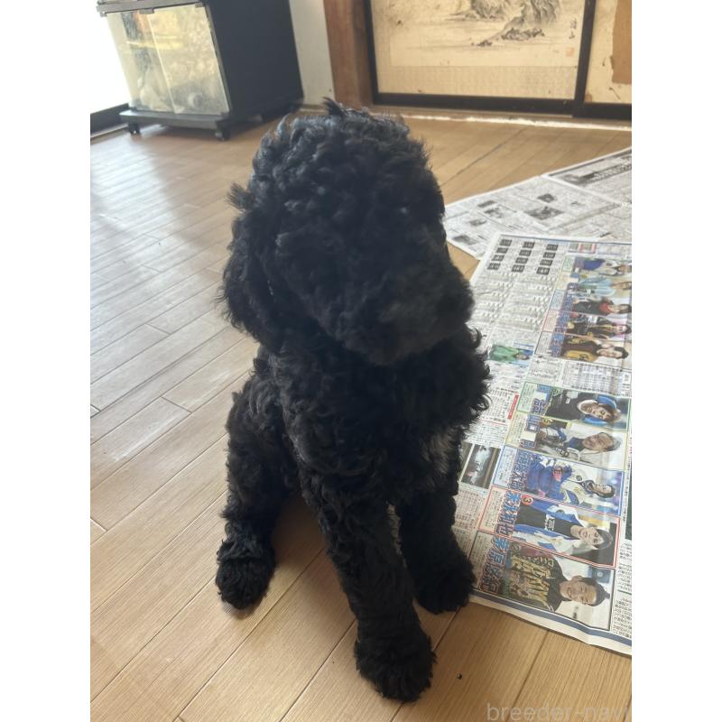 販売中の愛知県のスタンダードプードル-449093の4枚目