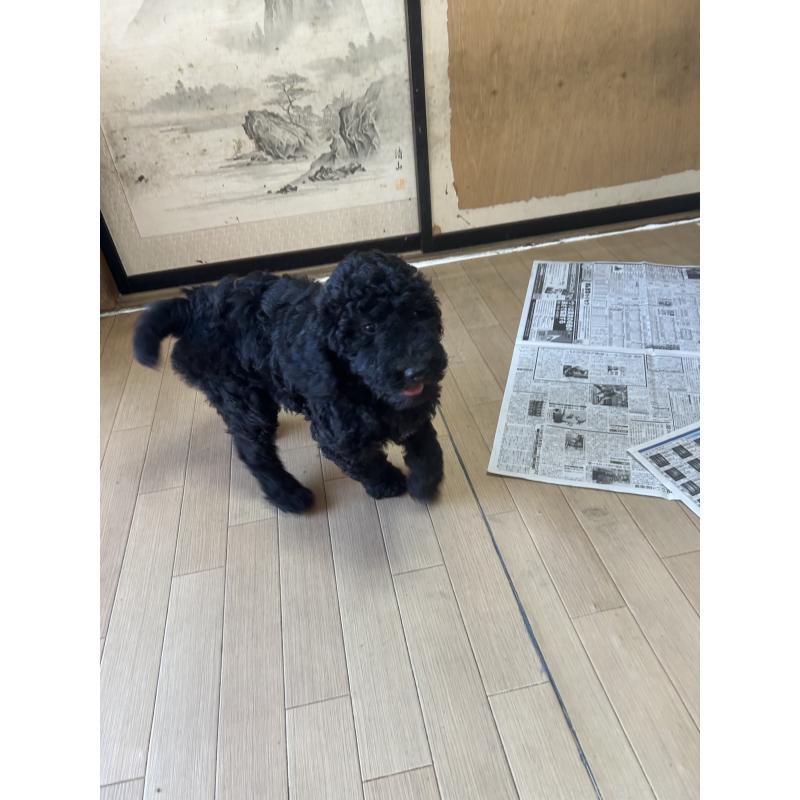 販売中の愛知県のスタンダードプードル-449093の3枚目