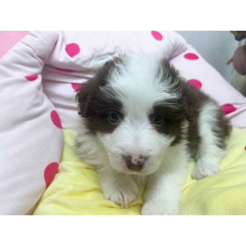 販売中の東京都のボーダーコリー-449094の10枚目