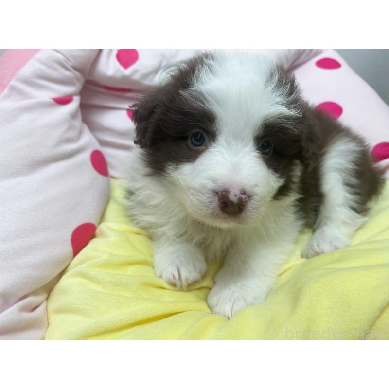 販売中の東京都のボーダーコリー-449094の9枚目