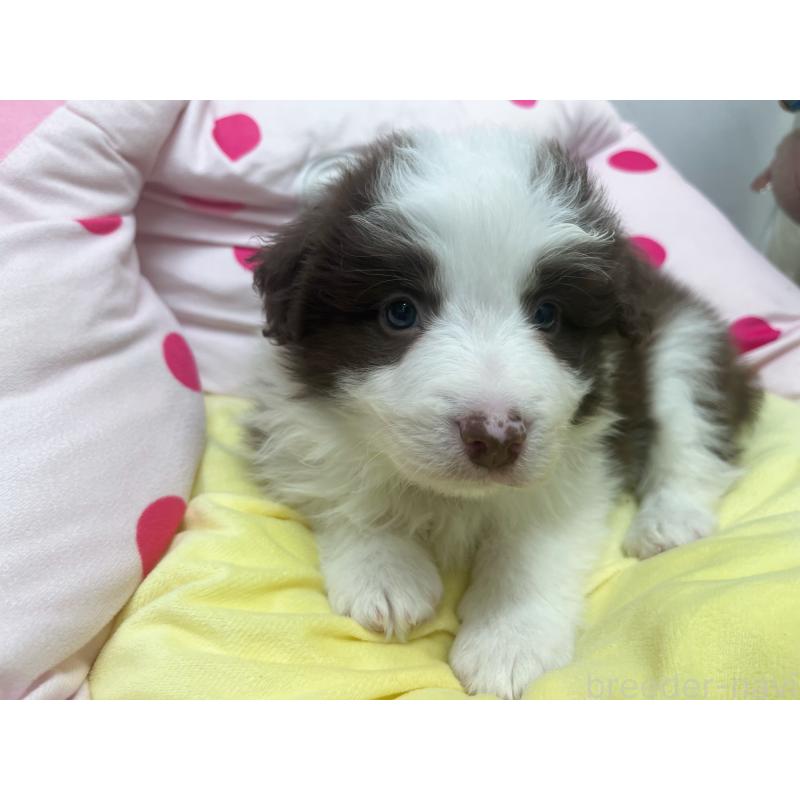 販売中の東京都のボーダーコリー-449094の8枚目