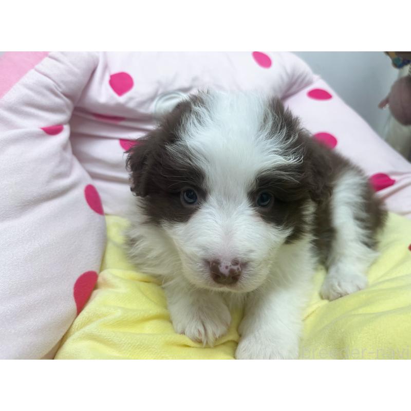 販売中の東京都のボーダーコリー-449094の7枚目