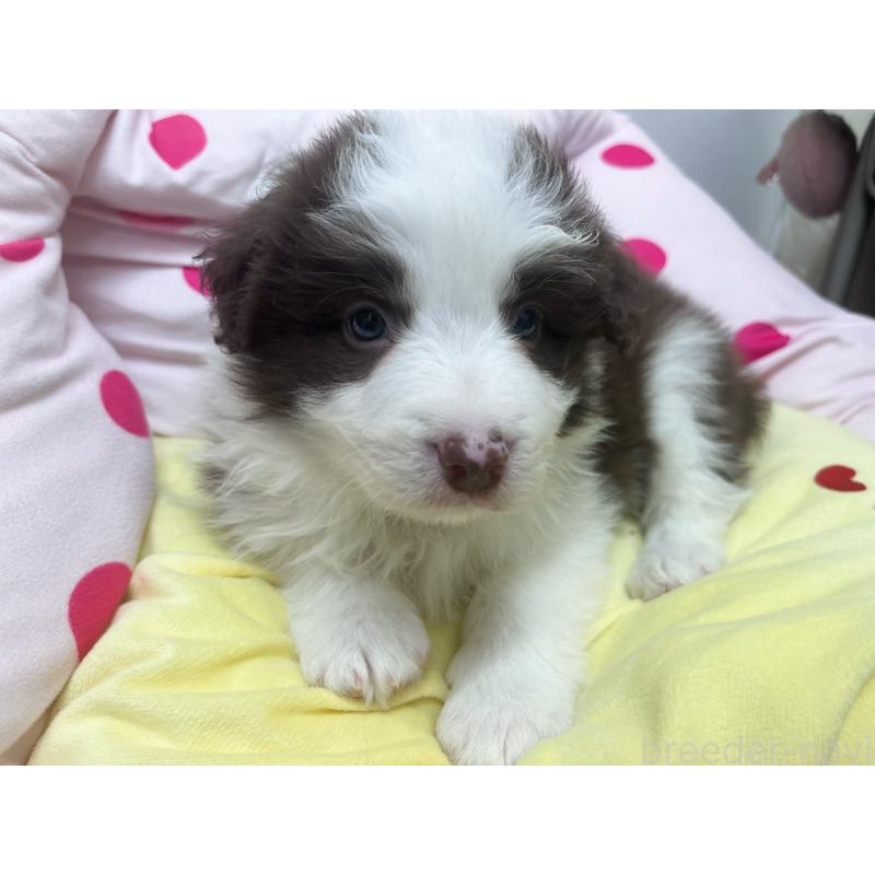 販売中の東京都のボーダーコリー-449094の5枚目