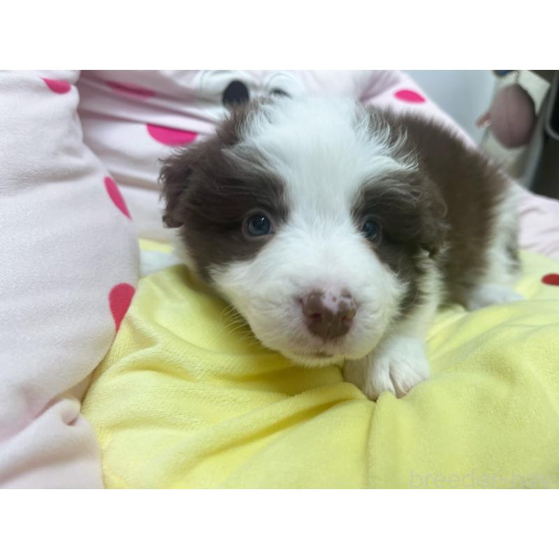 販売中の東京都のボーダーコリー-449094の3枚目