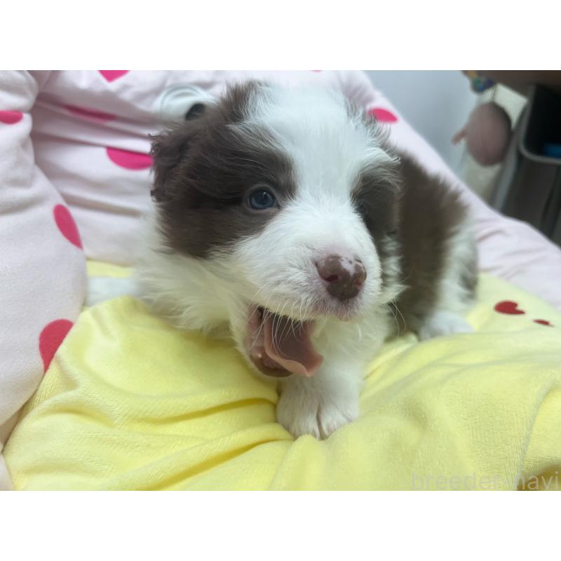 販売中の東京都のボーダーコリー-449094の2枚目