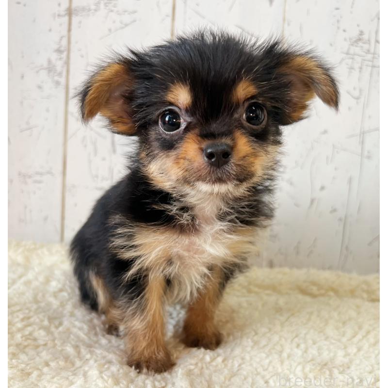 販売中の千葉県のヨーチー:ヨークシャーテリア×チワワ-449095の1枚目