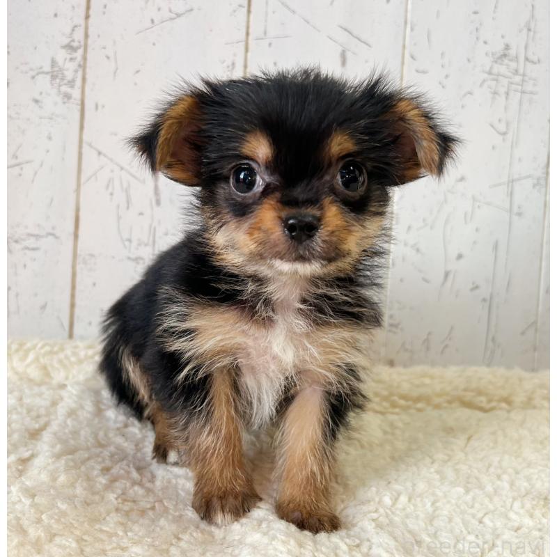 販売中の千葉県のヨーチー:ヨークシャーテリア×チワワ-449095の4枚目
