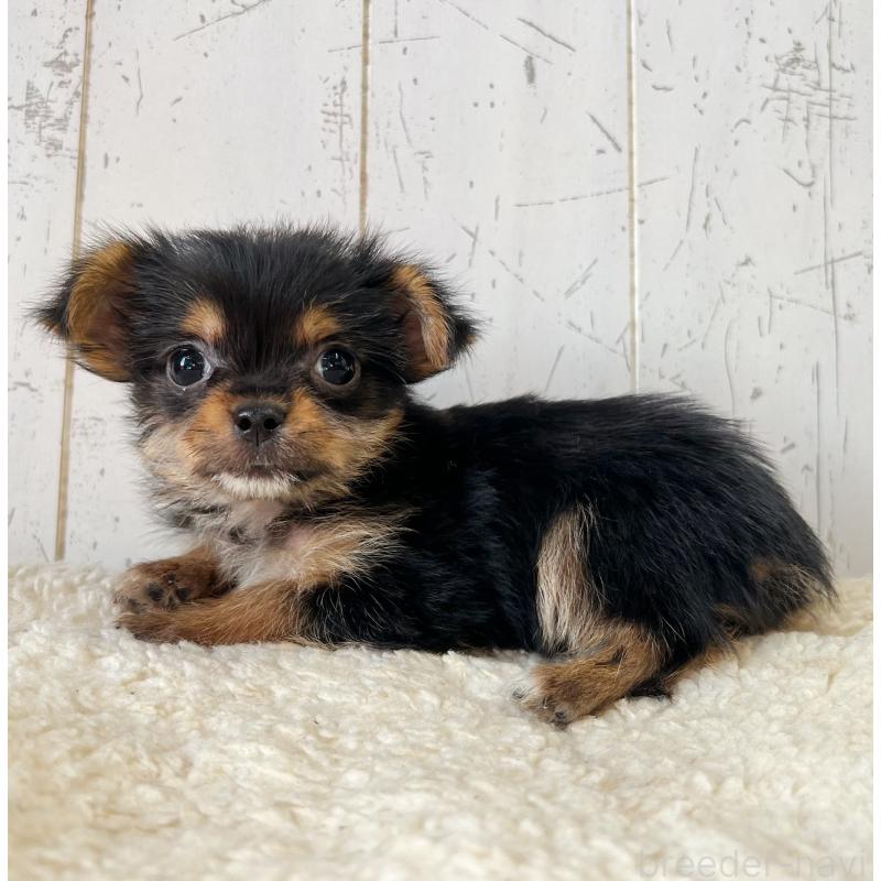 販売中の千葉県のヨーチー:ヨークシャーテリア×チワワ-449095の2枚目