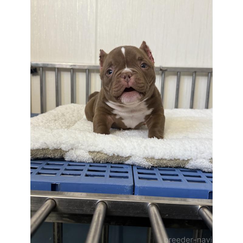 販売中の茨城県のエキゾチックブリー-438094の5枚目