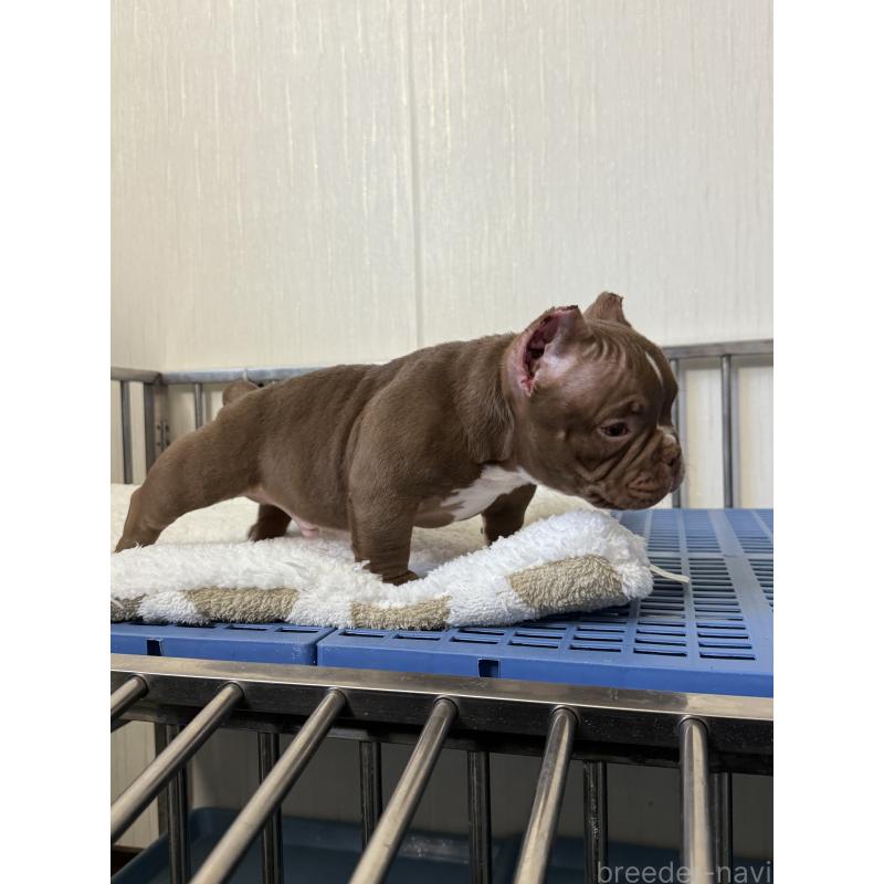 販売中の茨城県のエキゾチックブリー-438094の3枚目