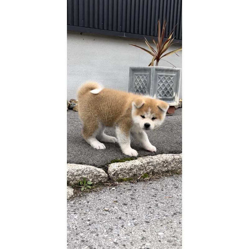 販売中の滋賀県の秋田犬-449096の4枚目