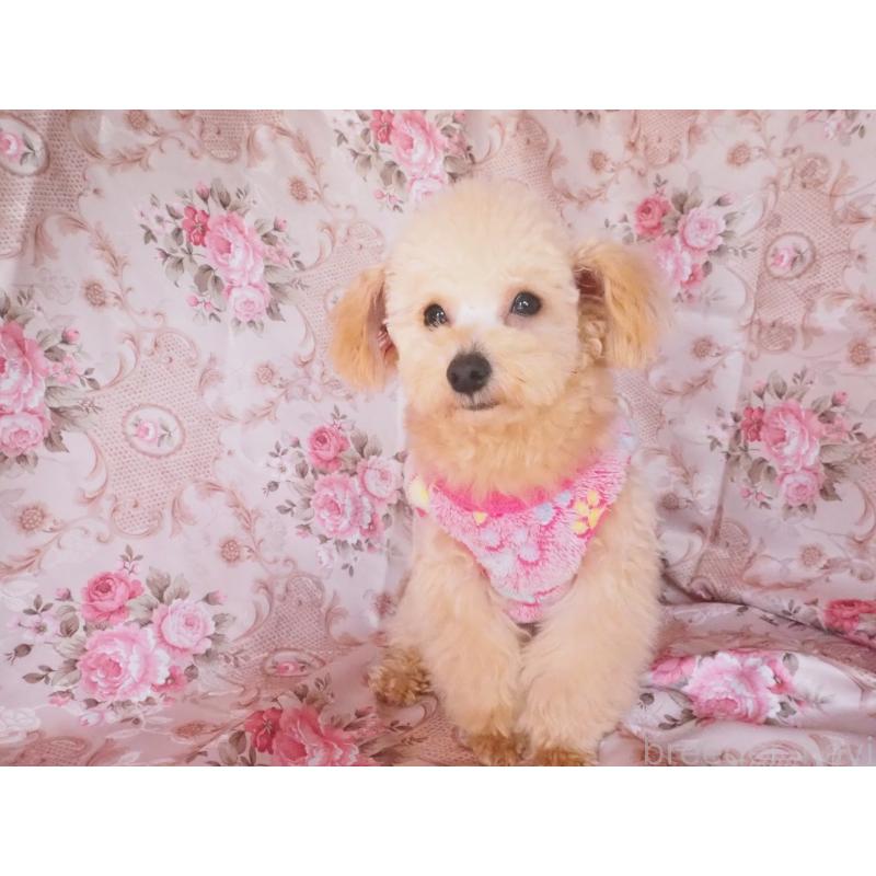 販売中の岡山県のミックス犬-449097の3枚目