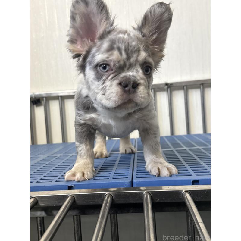 販売中の茨城県のフレンチブルドッグ-438086の7枚目