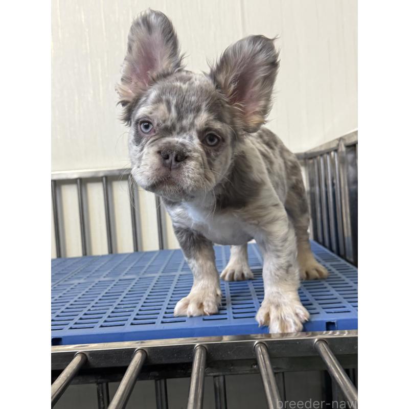 販売中の茨城県のフレンチブルドッグ-438086の6枚目