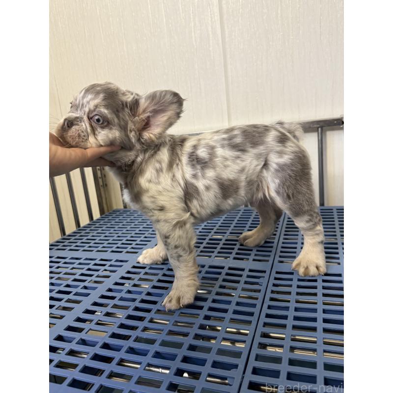 販売中の茨城県のフレンチブルドッグ-438086の5枚目