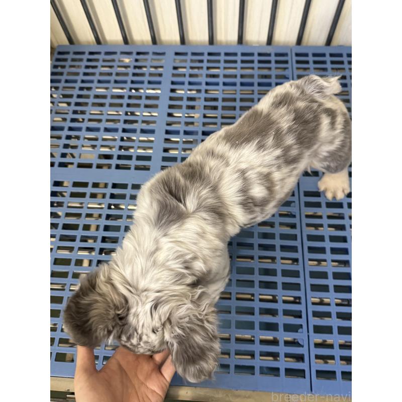 販売中の茨城県のフレンチブルドッグ-438086の4枚目