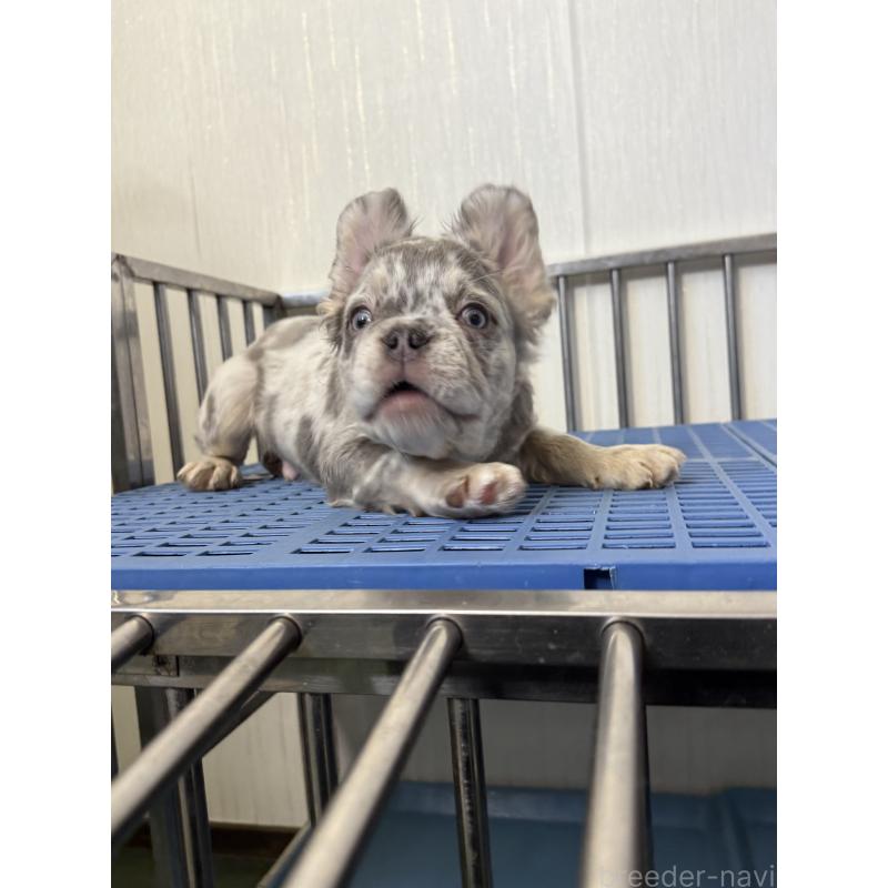 販売中の茨城県のフレンチブルドッグ-438086の3枚目