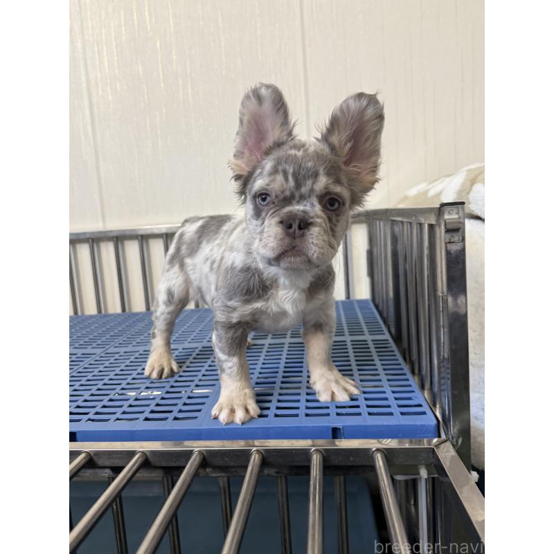 販売中の茨城県のフレンチブルドッグ-438086の2枚目