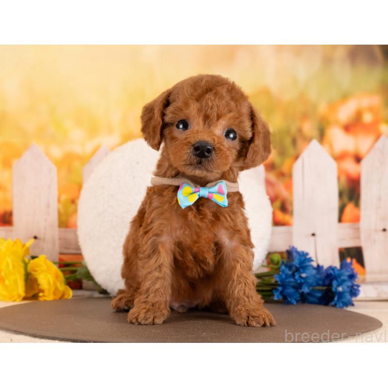 販売中の愛知県のトイプードル-449108の5枚目