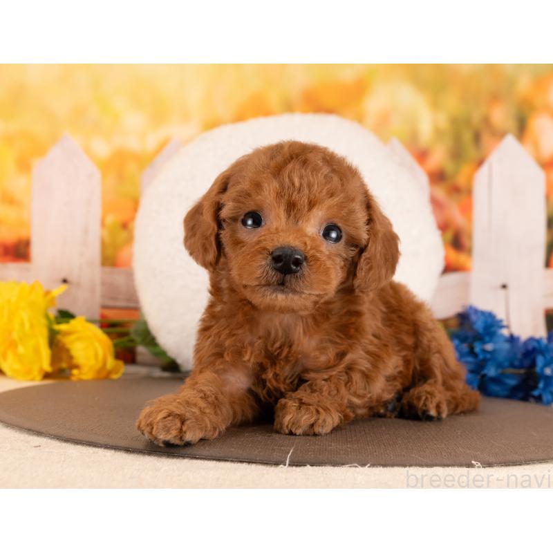 販売中の愛知県のトイプードル-449108の4枚目